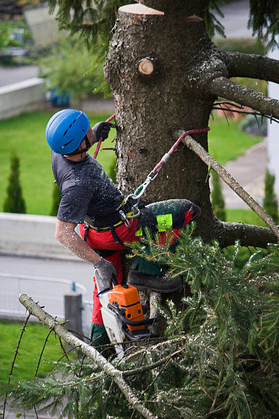 Best Lawn Dethatching  in USA