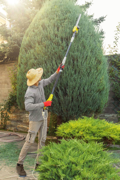 Best Palm Tree Trimming  in USA